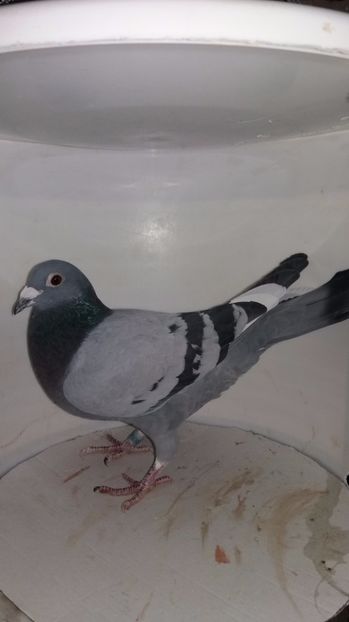 M 2016 luat de uliu 22 - Por luati de uliu