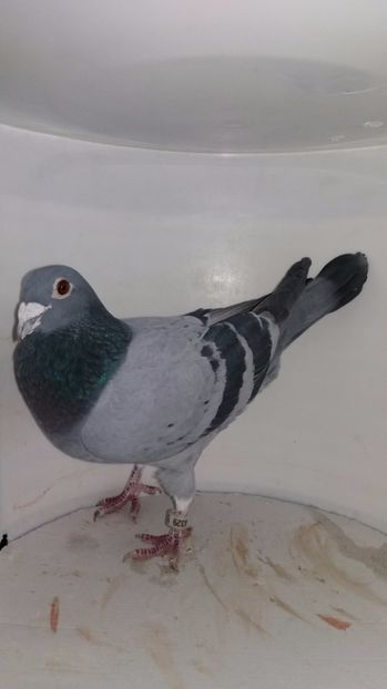 M 2013 luat de uliu 20 - Por luati de uliu