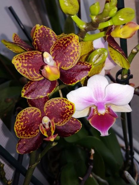 17409587_1456673117707318_226216493_n[1] - 2017