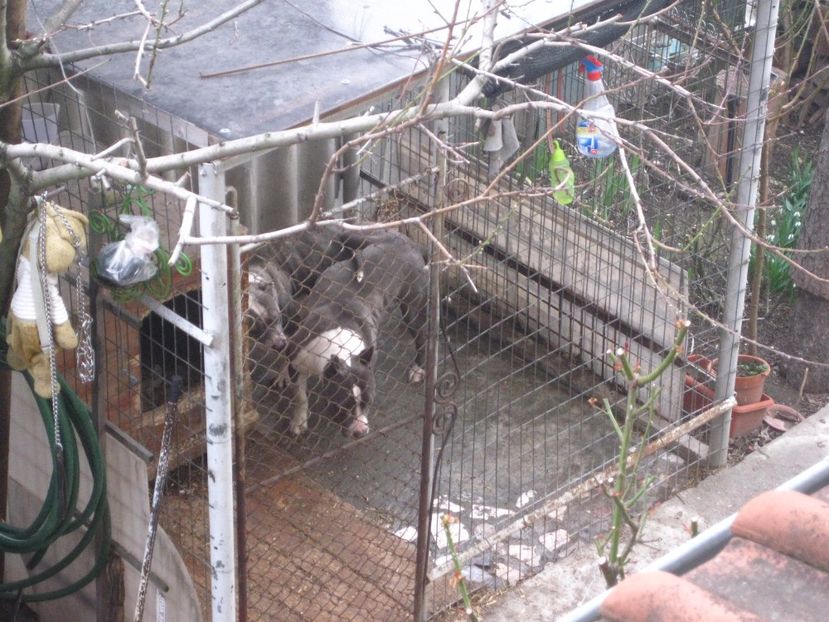  - AMERICAN STAFFORDSHIRE TERRIER