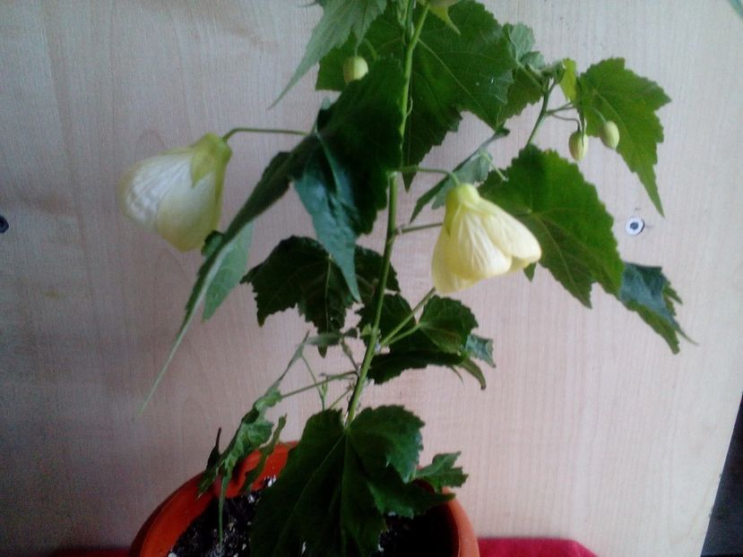  - Abutilon 2016-2017 -2018-2019