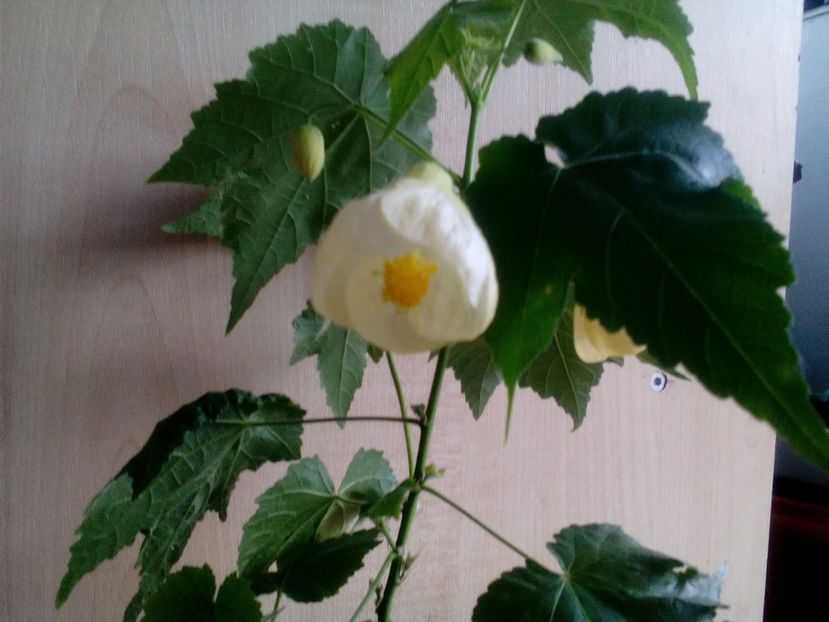  - Abutilon 2016-2017 -2018-2019