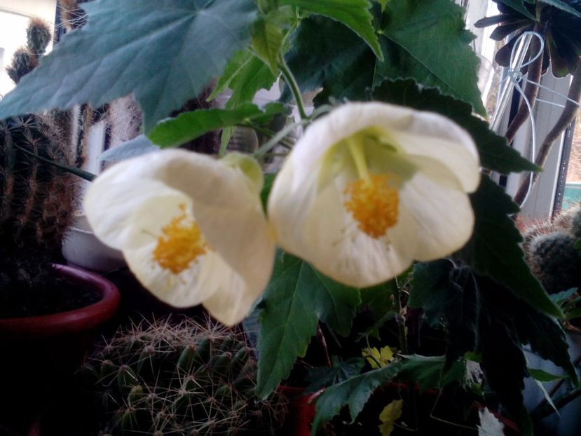  - Abutilon 2016-2017 -2018-2019