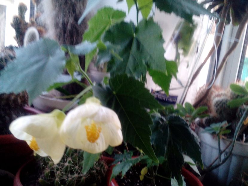  - Abutilon 2016-2017 -2018-2019