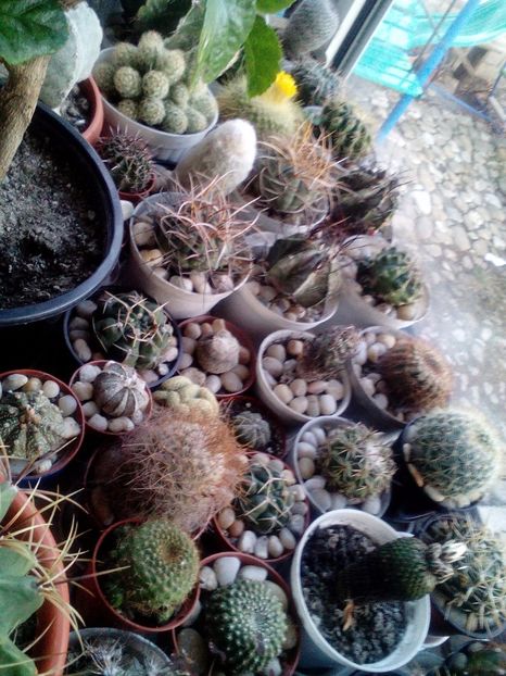  - Cactusi si suculente 2017