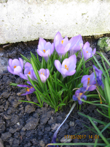 Picture 7763 - Flori de gradina 2015-2018