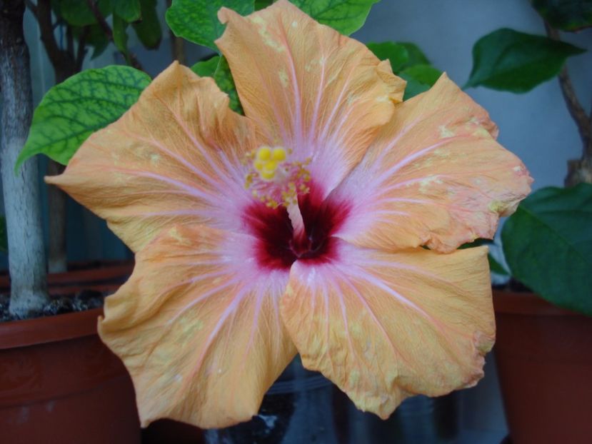  - HIBISCUS 2017