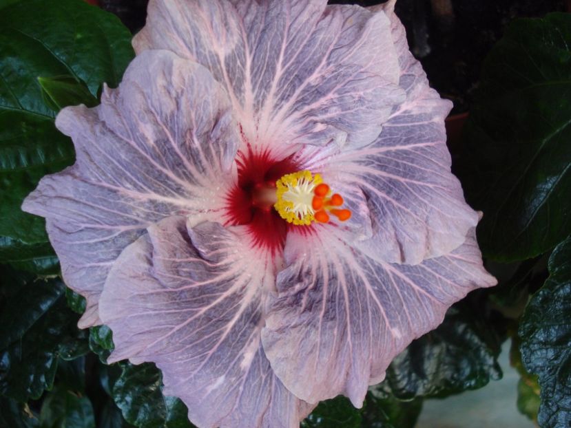  - HIBISCUS 2017
