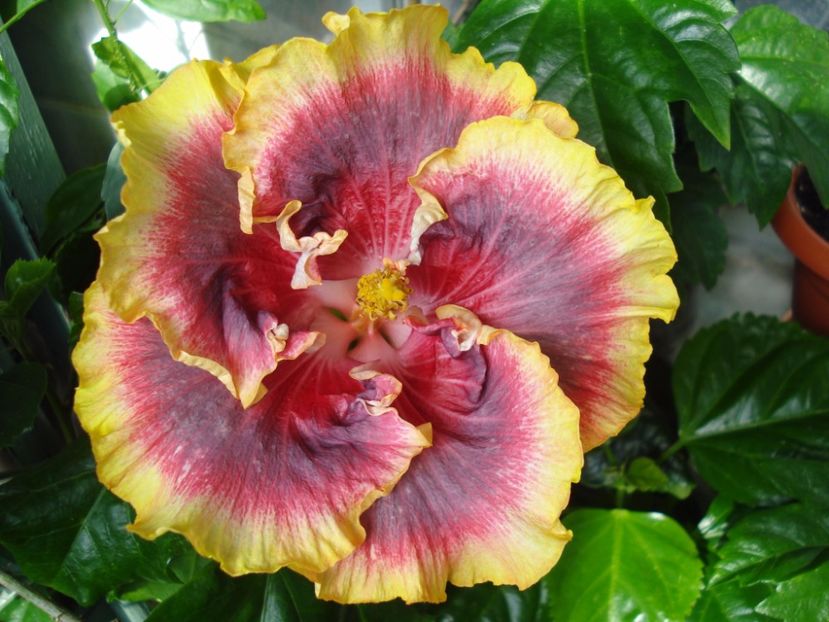 Night Runner - HIBISCUS 2017