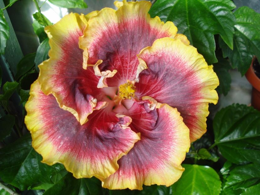  - HIBISCUS 2017