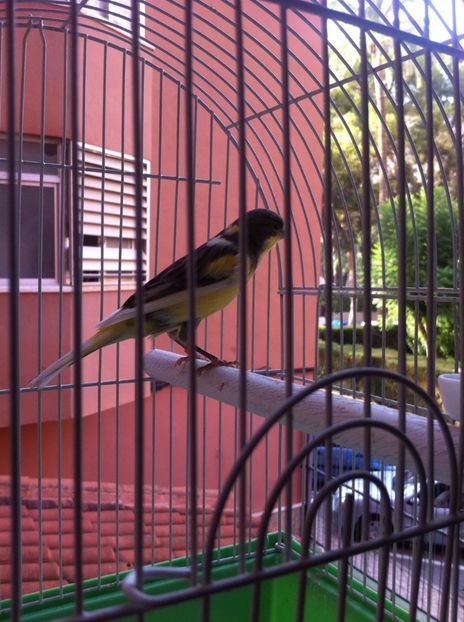 m - CANARI DE CANTEC TIMBRADO SPANIOL MATURI