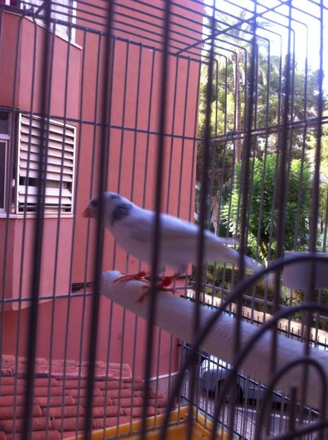  - CANARI DE CANTEC TIMBRADO SPANIOL MATURI