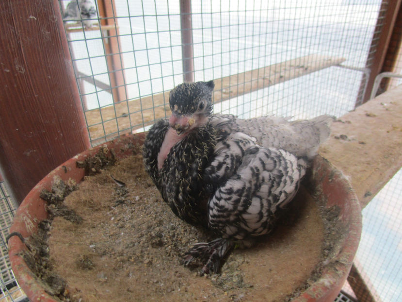  - POZE NOI -MARTIE 2017