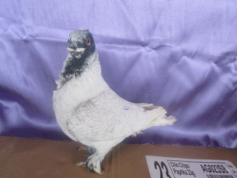  - POZE NOI -MARTIE 2017