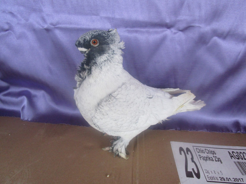  - POZE NOI -MARTIE 2017