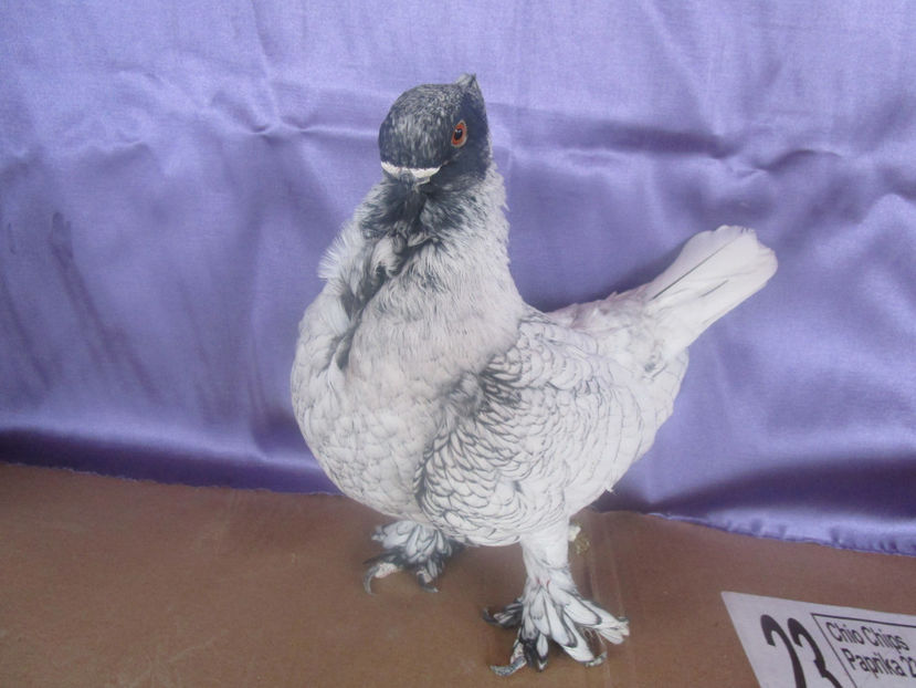  - POZE NOI -MARTIE 2017