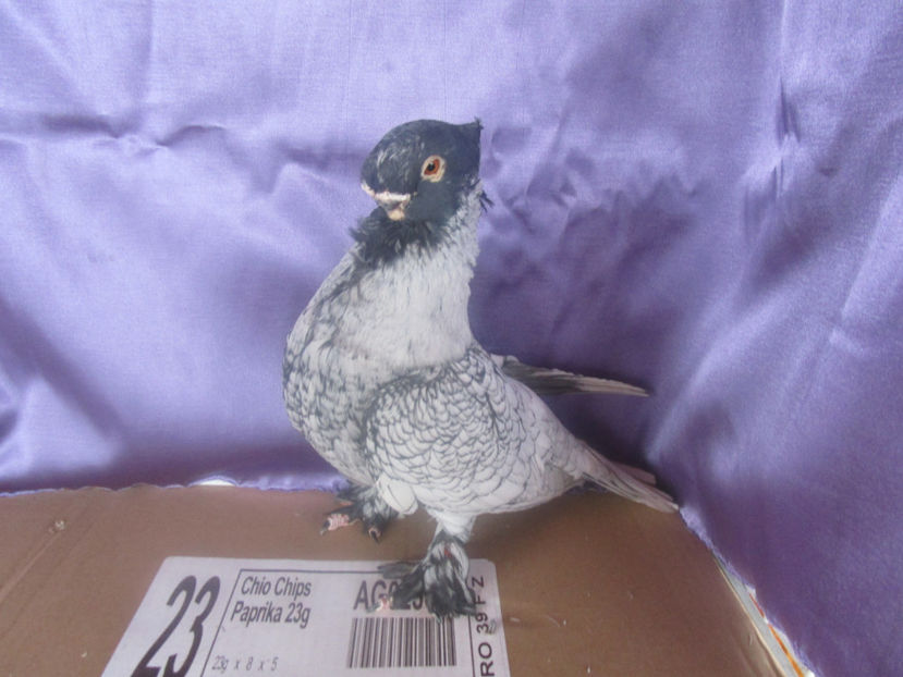  - POZE NOI -MARTIE 2017