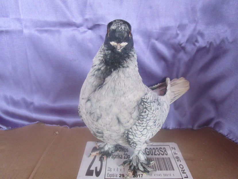  - POZE NOI -MARTIE 2017