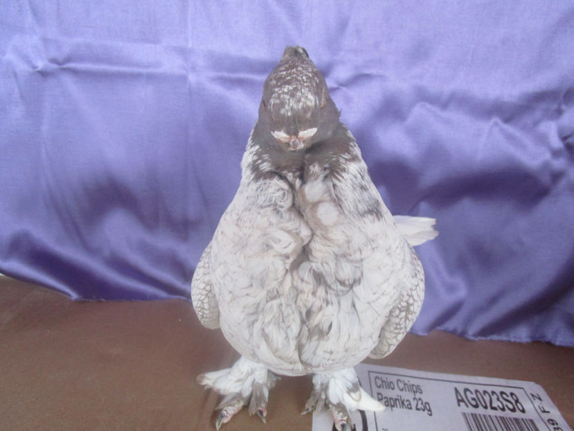  - POZE NOI -MARTIE 2017