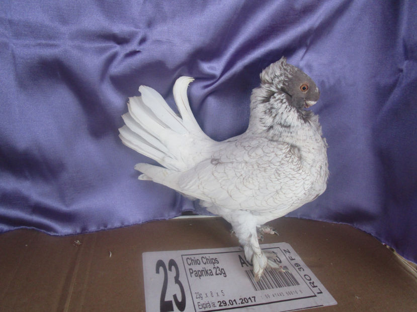  - POZE NOI -MARTIE 2017