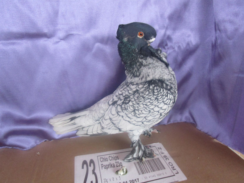  - POZE NOI -MARTIE 2017