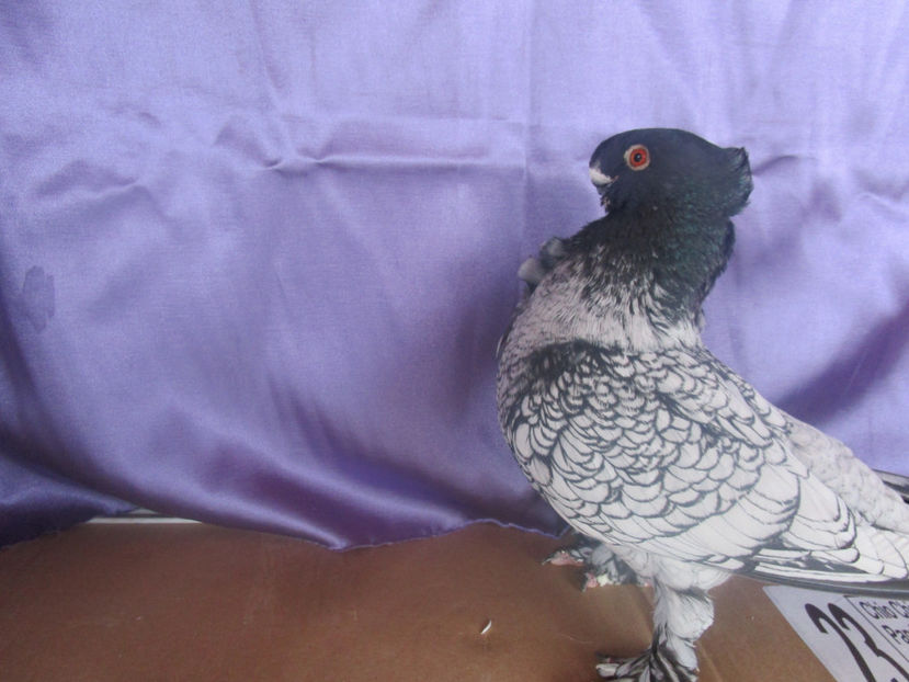  - POZE NOI -MARTIE 2017