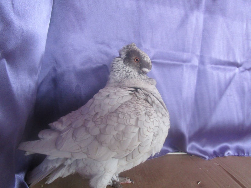  - POZE NOI -MARTIE 2017