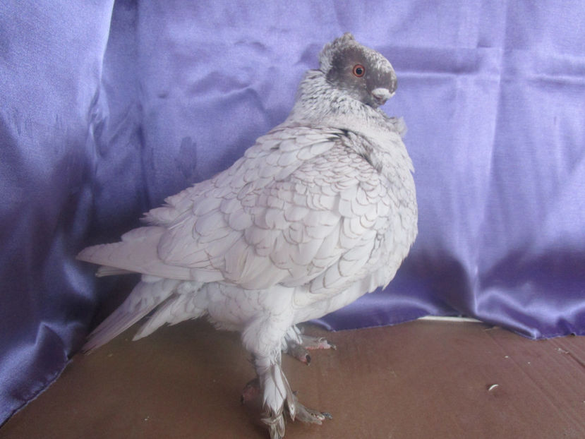  - POZE NOI -MARTIE 2017