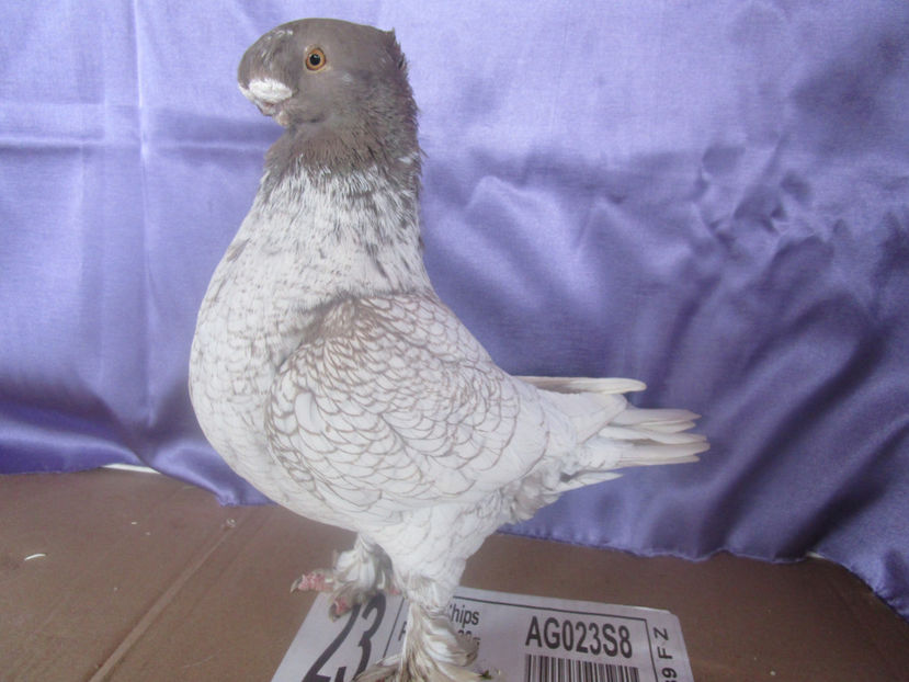  - POZE NOI -MARTIE 2017