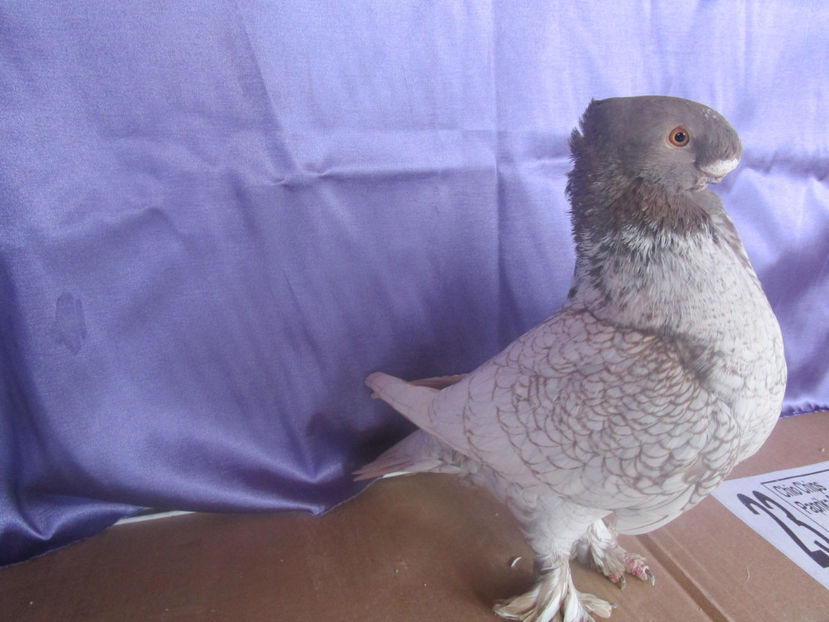  - POZE NOI -MARTIE 2017