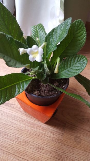  - streptocarpus