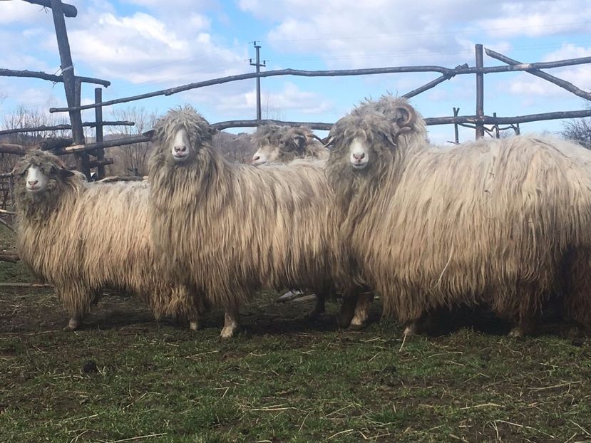 IMG-20170319-WA0074 - Turcana alba