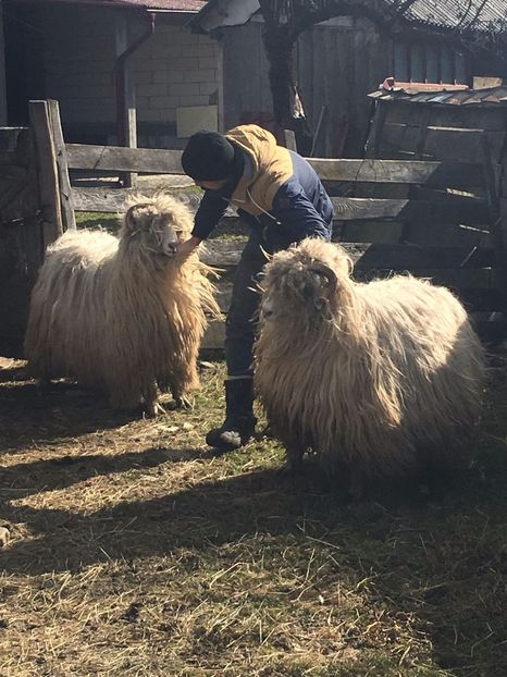 IMG-20170319-WA0064 - Turcana alba