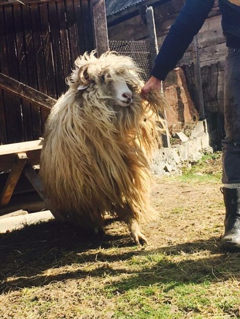 IMG-20170319-WA0052 - Turcana alba