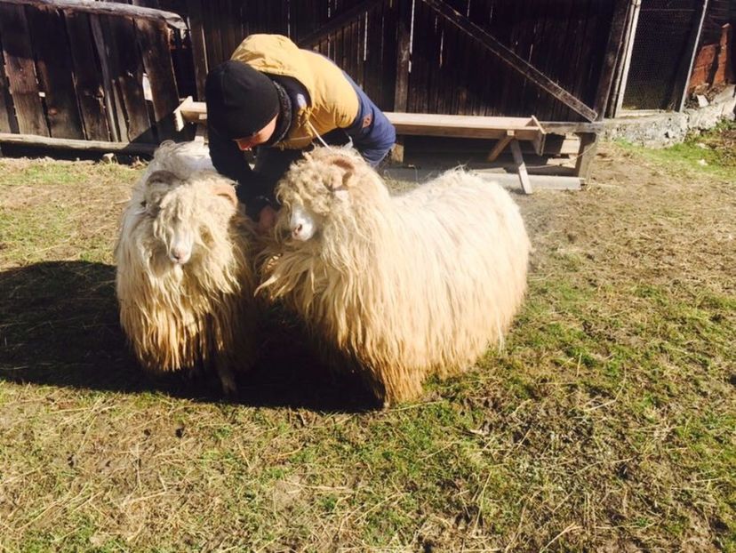 IMG-20170319-WA0048 - Turcana alba