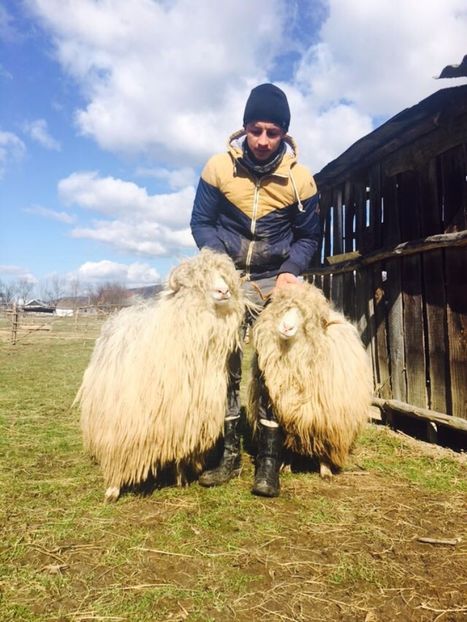 IMG-20170319-WA0021 - Turcana alba