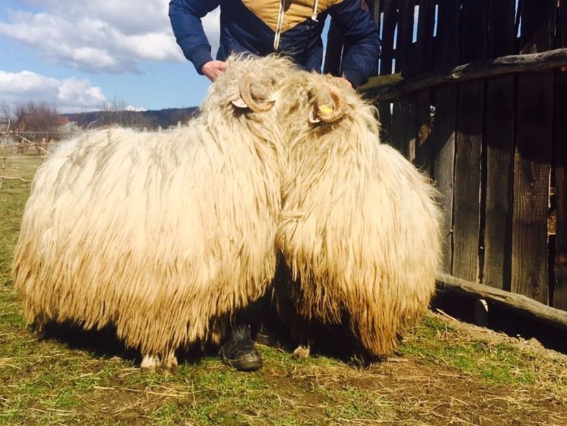 IMG-20170319-WA0018 - Turcana alba