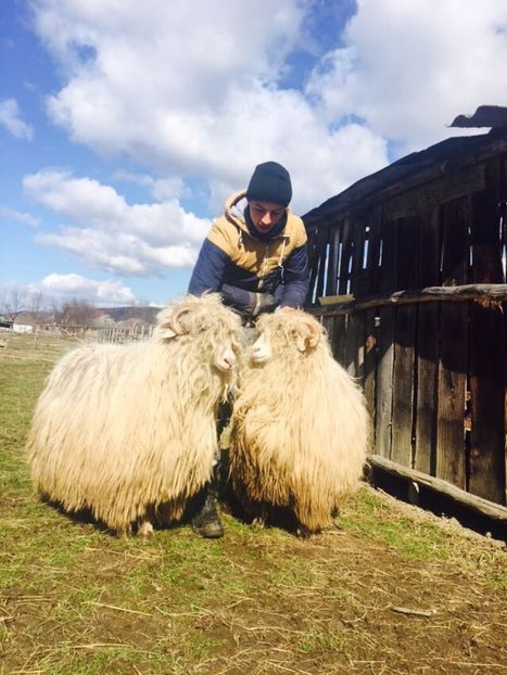 IMG-20170319-WA0017 - Turcana alba