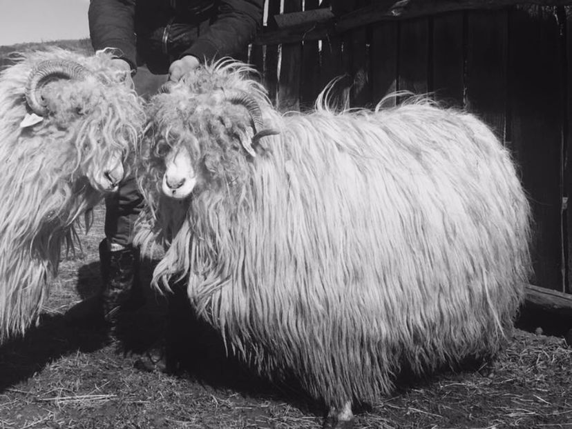 IMG-20170319-WA0002 - Turcana alba