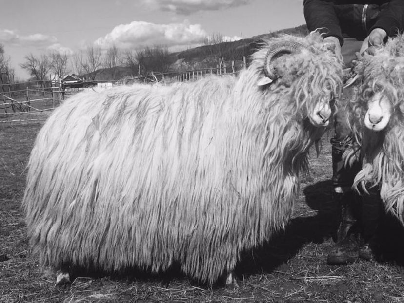 IMG-20170319-WA0003 - Turcana alba