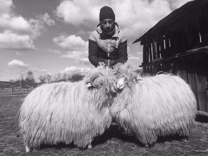 IMG-20170319-WA0005 - Turcana alba