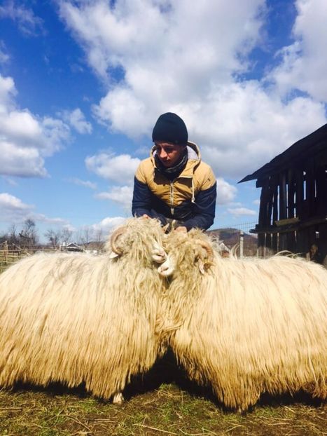 IMG-20170319-WA0008 - Turcana alba