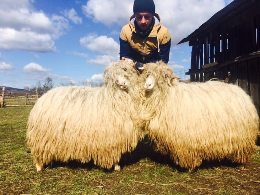 IMG-20170319-WA0010 - Turcana alba