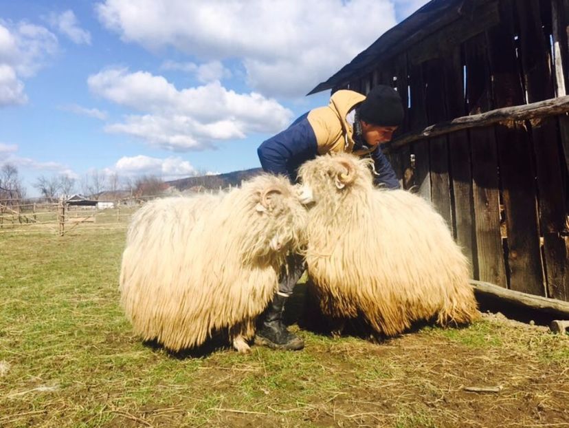 IMG-20170319-WA0012 - Turcana alba