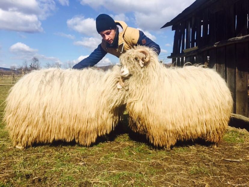 IMG-20170319-WA0015 - Turcana alba