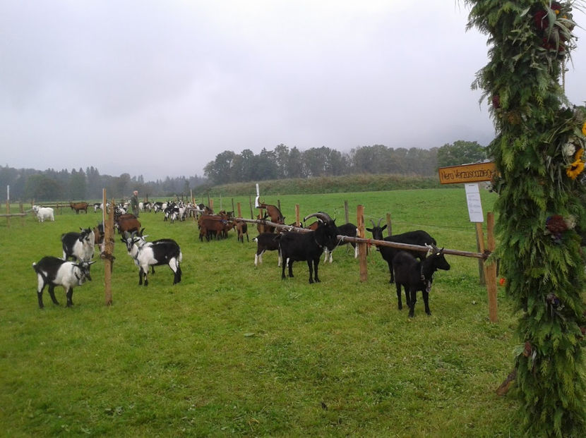 Capre bune legate la stand-hr56 - Rase de oi si capre poze deosebite 13