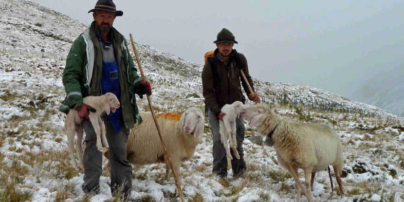 Mieii fatati de curand - Rase de oi si capre poze deosebite 13
