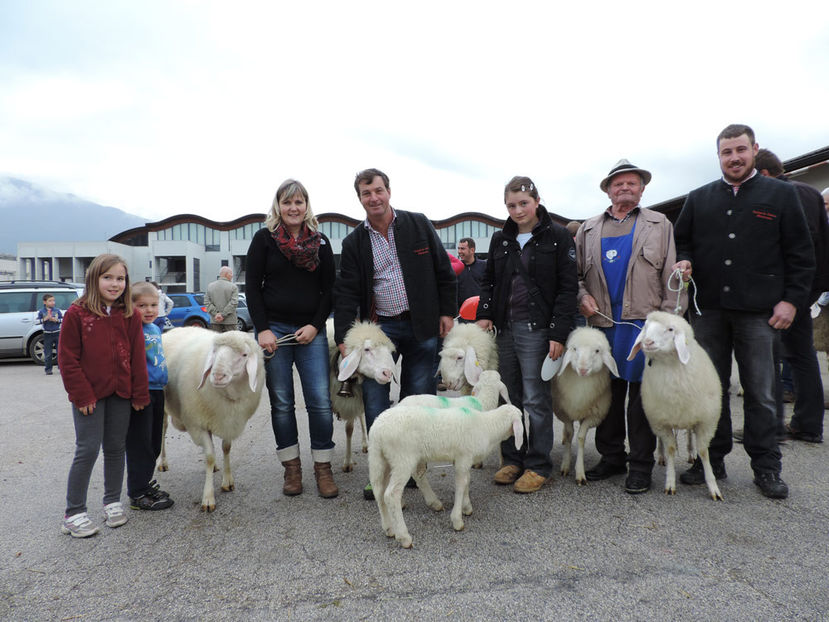 Mioarele de munte-vy66 - Rase de oi si capre poze deosebite 13