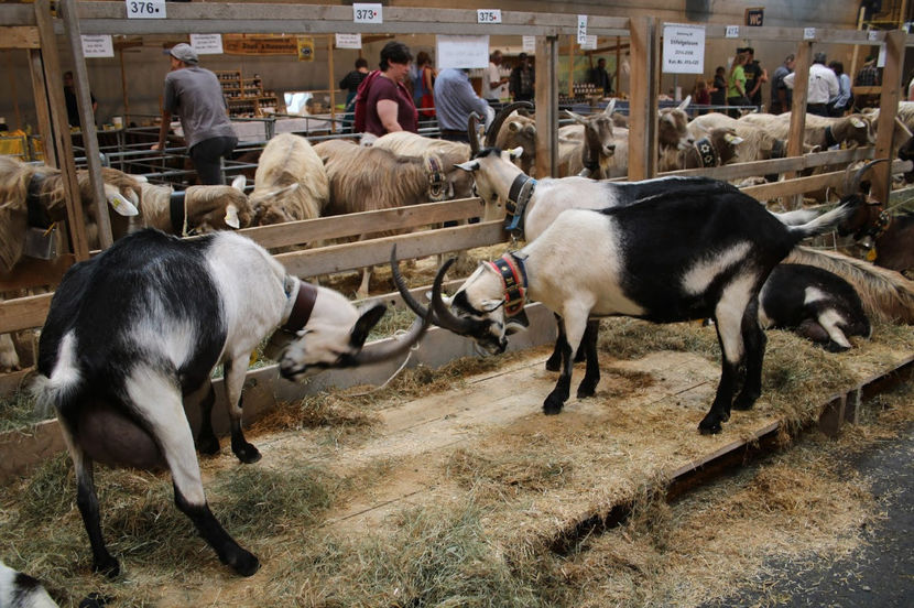 Se bat caprele Paun-5hp - Rase de oi si capre poze deosebite 13
