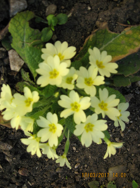Picture 7765 - Flori de gradina 2015-2018
